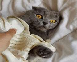 Angie is a cat lover and has adopted one in her home.